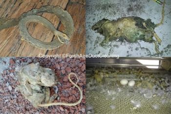 Animals found in air ducts